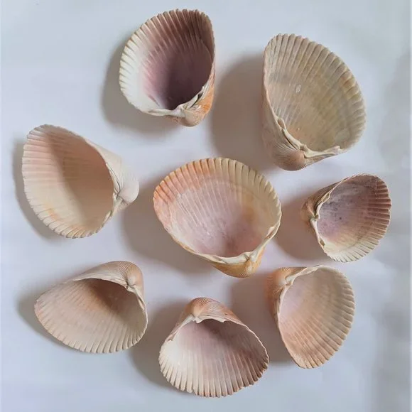Lot of 14 Medium and Large Sea Shells 2.5" to 4" Cockle, Cowrie, Conch, Snail - Picture 3 of 14